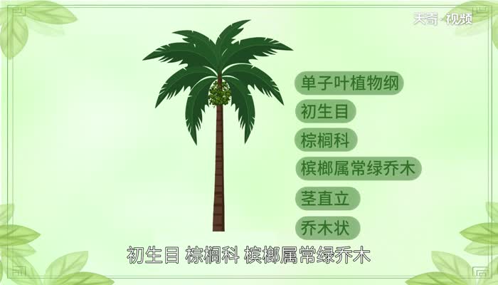 槟榔的功效与作用危害 吃槟榔有什么好处和坏处