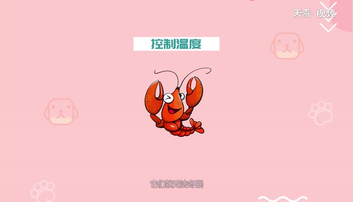 小龙虾什么时候最肥  小龙虾最肥是什么时候