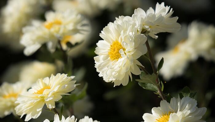 百花杀来我花开全诗 我花开后百花杀全文