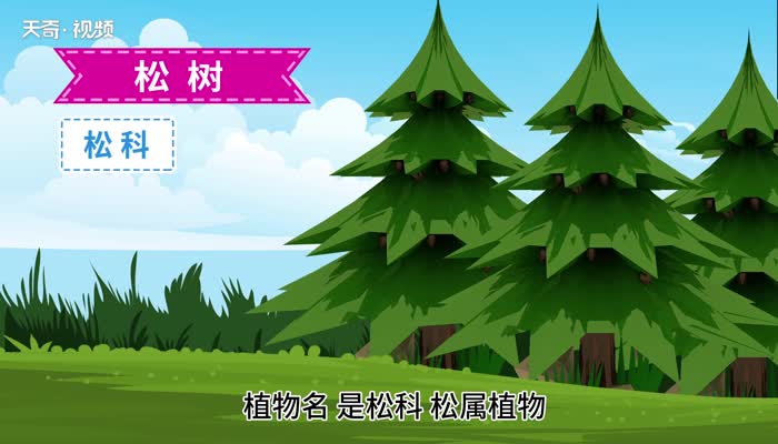 松树的意思 松树的意思是什么