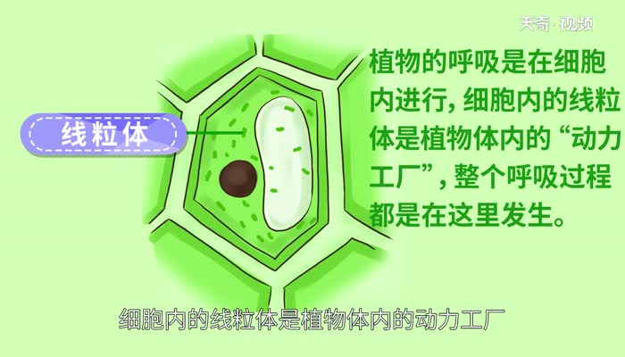 植物呼吸作用释放什么气体 植物呼吸作用释放的气体是什么