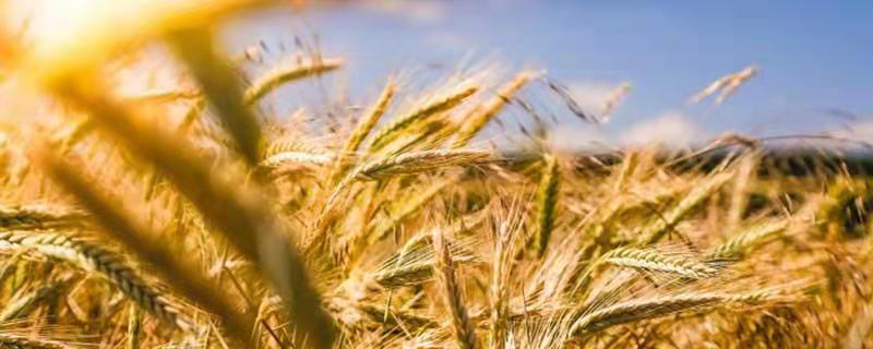 五谷丰登庆升平是什么意思  五谷丰登庆升平是什么意思