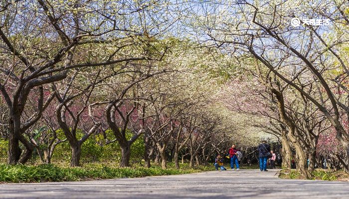 鸡西市春季赏花去哪里 推荐鸡西市春季赏花好去处