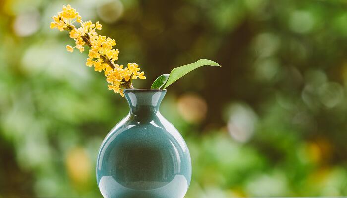 桂花的功效与作用 桂花泡水喝有什么好处