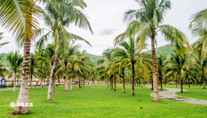 越南芽庄旅游攻略 芽庄旅游自由行