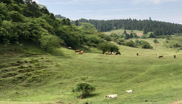 仙女山在重庆哪里 仙女山在哪里