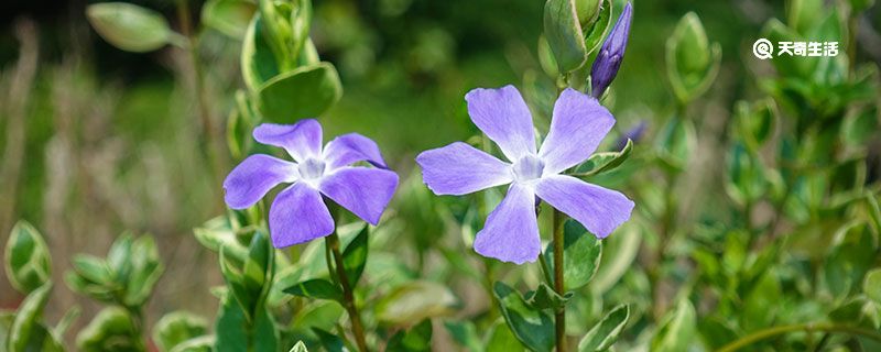 长春花花语 长春花的花语是什么