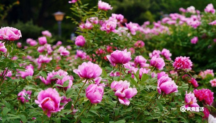 芜湖市春季赏花去哪里  芜湖市春季赏花地推荐