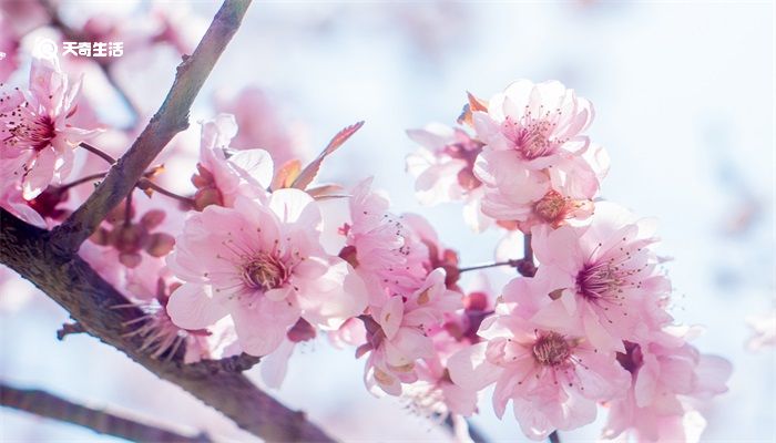 桃花仙人是谁 桃花仙人是指的哪位作者