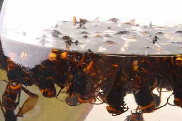 蜂酒的功效与作用 蜂酒的禁忌人群