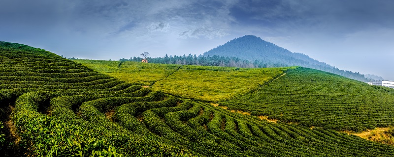 苦荞茶过期了还能喝吗 苦荞茶过期后还可不可以喝