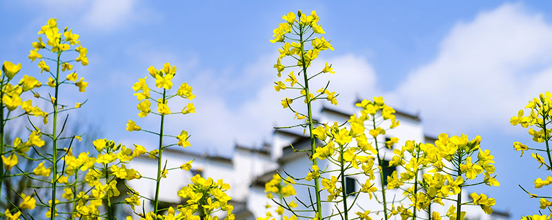 婺源油菜花什么时候开 婺源油菜花几月份开花