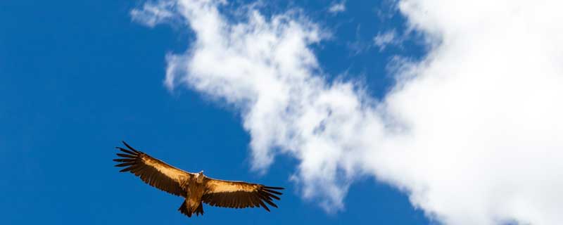 翱翔的寓意和象征 翱翔的寓意是什么