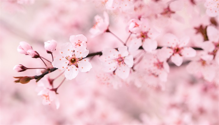 樱花的花语是什么 樱花的花语