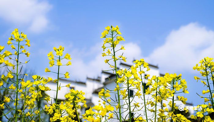 立夏是几月几日 立夏节气	