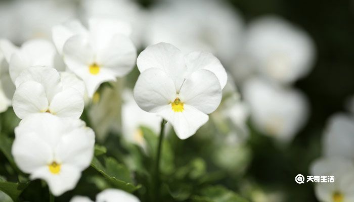 三色堇的花语 三色堇花语是什么