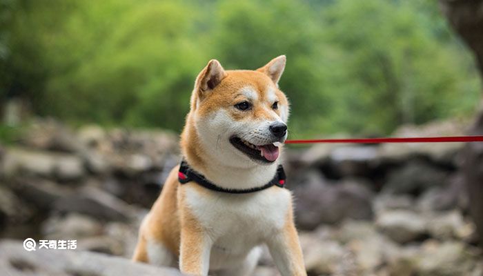 柴犬和秋田犬的区别 如何区分秋田犬和柴犬