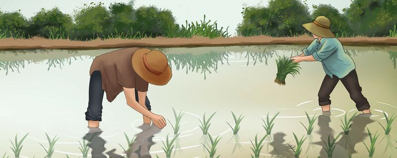 悯农其一表达了作者对农民的什么 悯农其一表达的感情