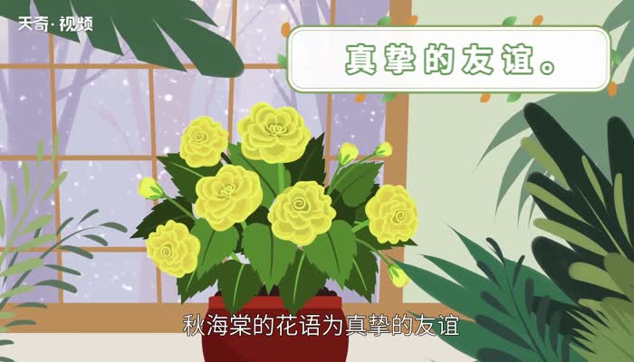 代表友谊的花 什么花代表友谊