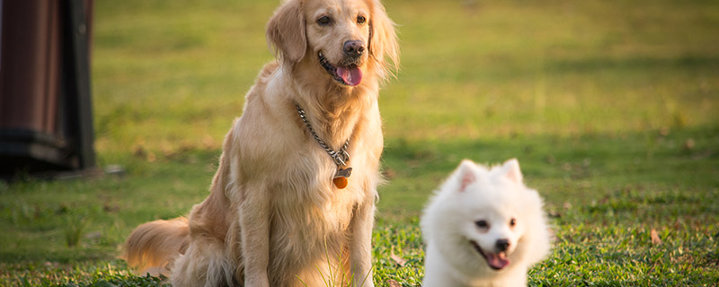 狗和犬的区别 狗和犬的区别是什么