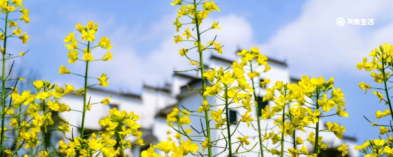 岁月静好什么意思 岁月静好什么意思怎么解