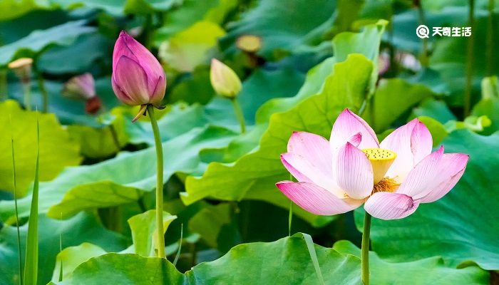 小池表达了诗人对自然景物的什么之情 古诗小池表达了诗人对自然景物的什么之情