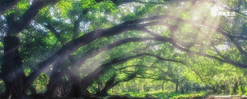 鸟的天堂在哪里 鸟的天堂在哪个地方