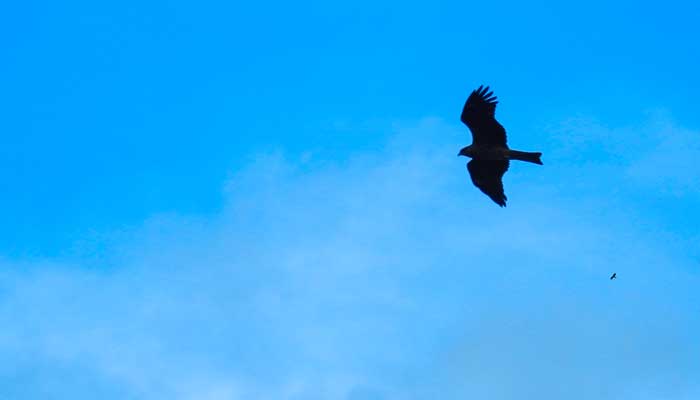 翱翔的寓意和象征 翱翔的寓意是什么