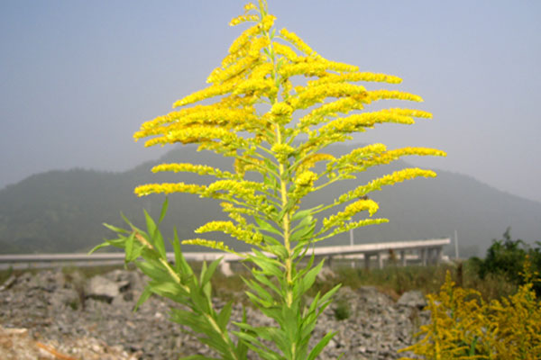 一枝黄花的危害 一枝黄花的危害是什么