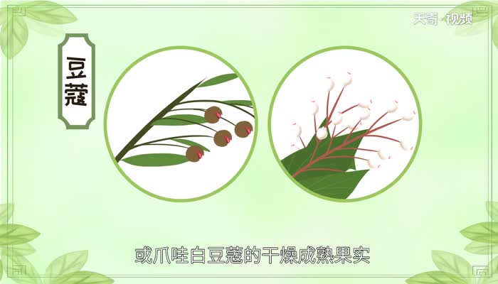 豆蔻的功效与作用 豆蔻是什么