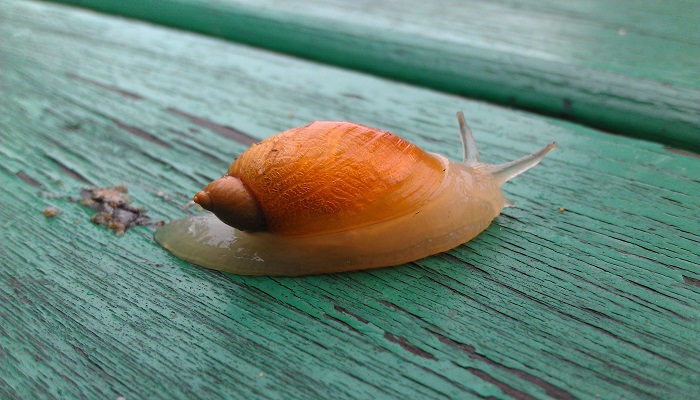 蜗牛是益虫还是害虫 蜗牛是害虫吗