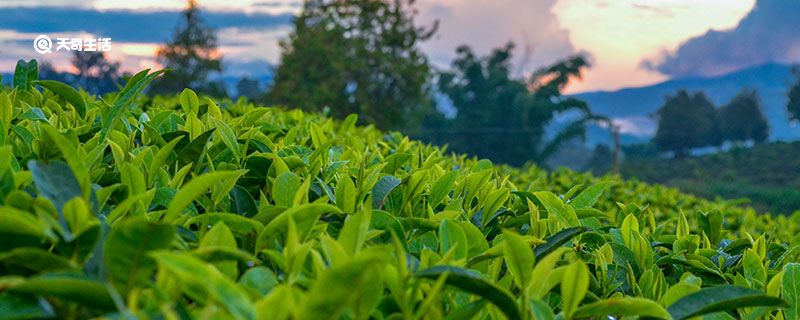 龙井茶属于绿茶吗 龙井茶是绿茶吗