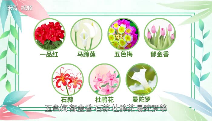 什么花有毒 哪些花有毒