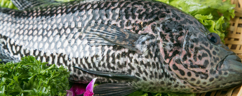 吃石斑鱼注意事项 吃石斑鱼应该注意的事项 