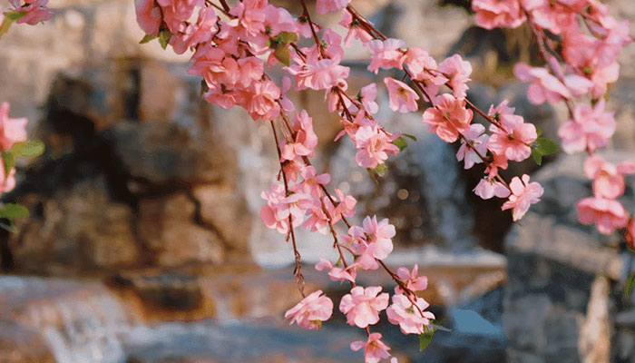 3月开什么花 3月开的花有什么