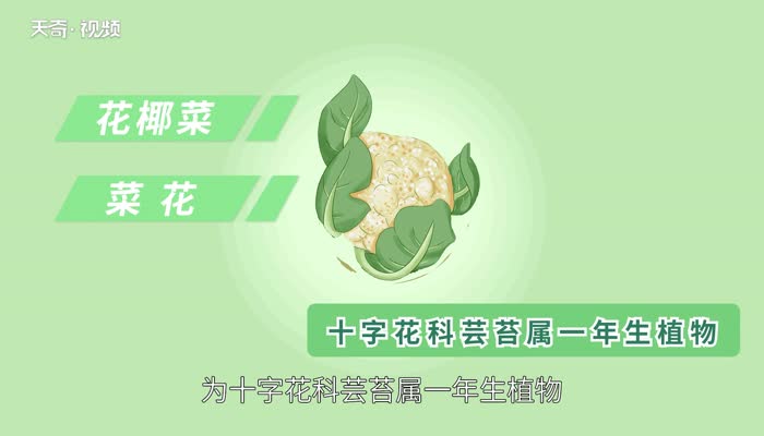 花菜是什么季节的蔬菜 花菜在什么季节种植