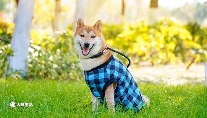 柴犬和秋田犬的区别 如何区分秋田犬和柴犬