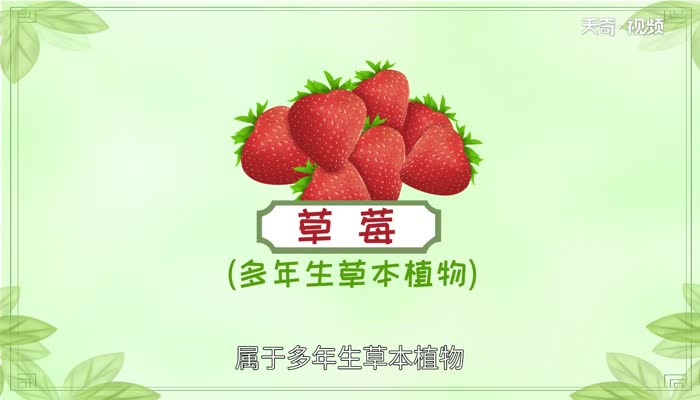 草莓是什么季节的水果 几月份可以摘草莓