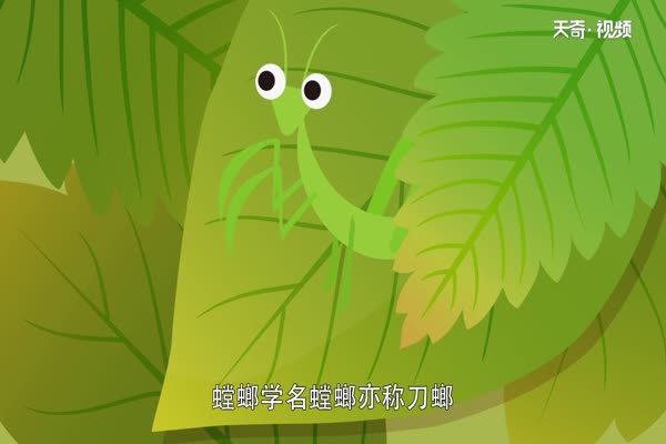 螳螂是益虫还是害虫  螳螂是益虫吗