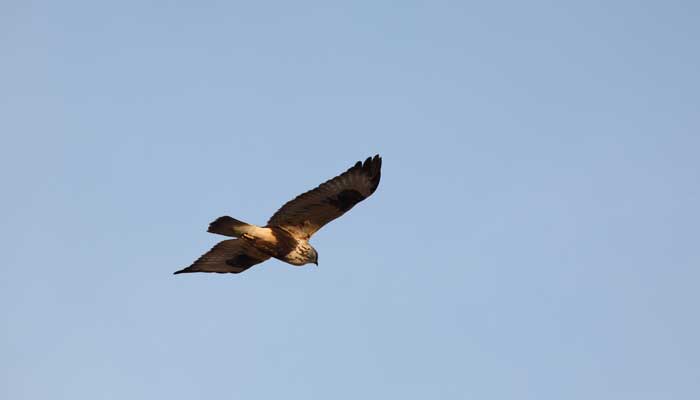 翱翔的寓意和象征 翱翔的寓意是什么