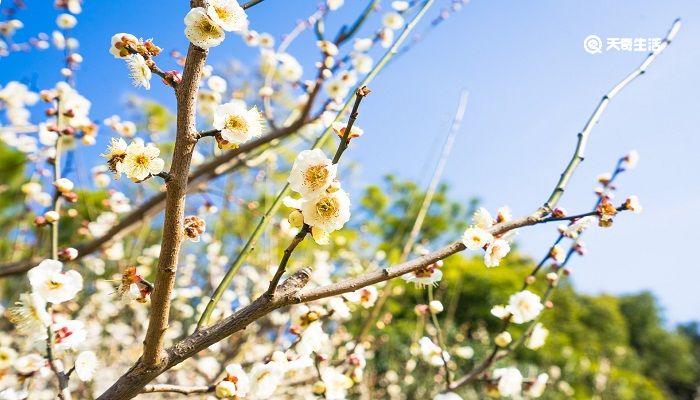 榆林市春季赏花去哪里 推荐一下榆林春季赏花景点