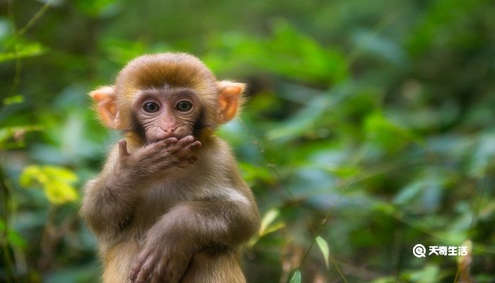 小猴子下山告诉我们的道理 小猴下山告诉我们一个怎样的道理