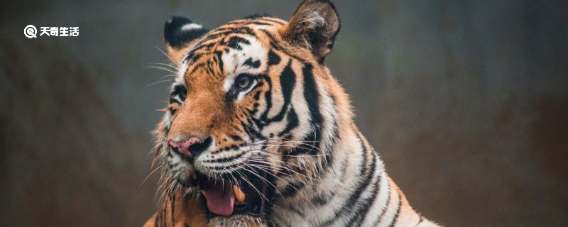 老虎最怕什么 老虎害怕的动物是什么