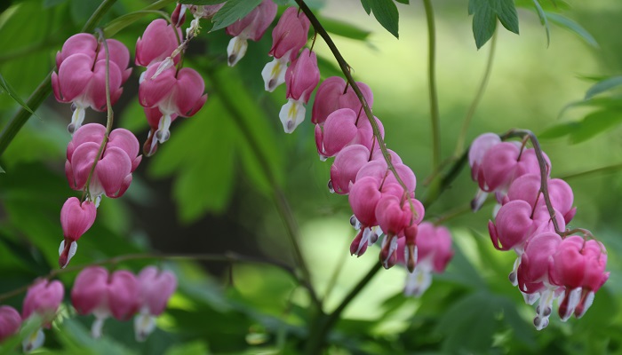 鲜花怎么保鲜 鲜花如何保鲜