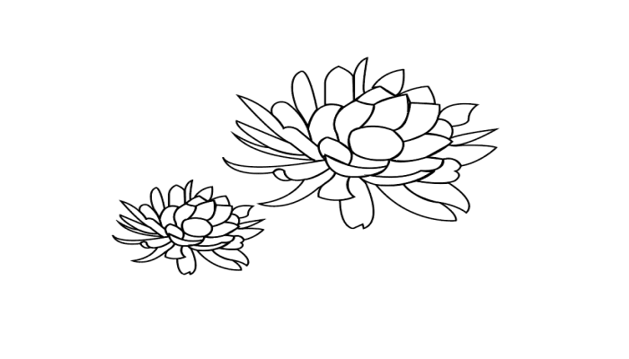 昙花简笔画 昙花简笔画怎么画