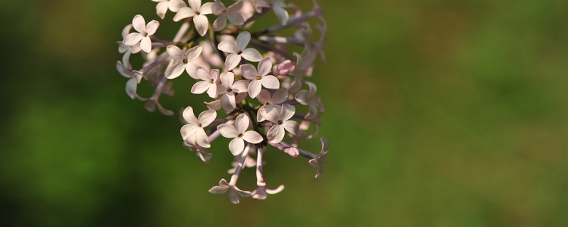 丁香花花语 丁香花有什么花语