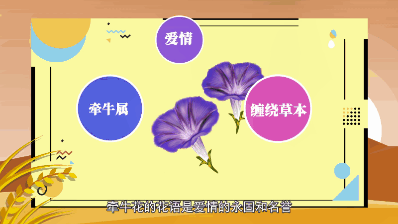 牵牛花花语 牵牛花花语是什么