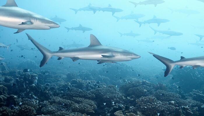 《海底两万里》每章的概括内容 海底两万里每个章节的概括