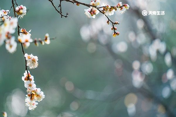 梅花的功效与作用 梅花主要有什么功效