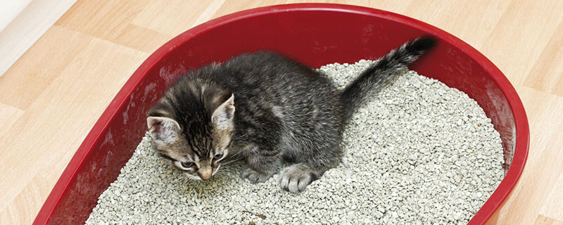 去除猫屎味道的小妙招 猫屎的味道怎么去除